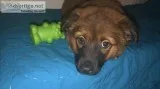 A loving dog for a loving family