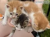 Kittens