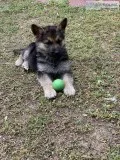PUPPY FOR SALE