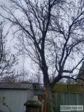 Tree cutting