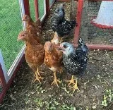 Purebred Chicks for sale