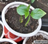 Jake s Fun Plants
