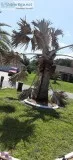 Tree and Stump Removal