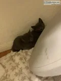 2 free kittens