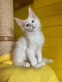 Maine Coon Cats