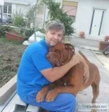 Beautiful dogue de bordeaux puppies