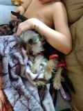 Affectionate and intelligent yorkshire terrier puppies