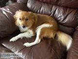 Shephard collie for sale