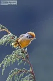 bird watching tours