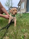 Female lab retriever
