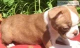 Boston terrier male puppy
