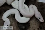 Male and female blue eyed leucistic ball pythons