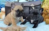 Socialized french bulldog puppies needing new homes now