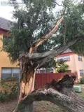 Tree service