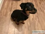Black and Tan female Rotty