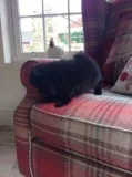 Male black Pomeranian