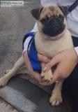 7 months old pug