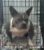 ABR Pocket Bully