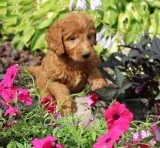 golden doodle pups for adoption