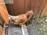 ChickensHensPullet s