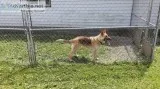 17 month old German Shepard
