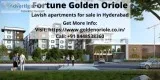 Best price offer available in Fortune Golden Oriole Price