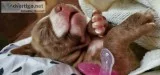 BoxerPit puppies