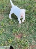 American Pit Bull