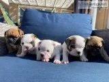 Beautiful English BulldogFrenchie Puppies For Sale