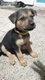 3 Female RotwillerPincher and German Shepherd mix puppies for sa
