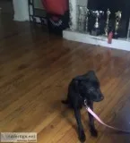 Loving German Shepard Puppy