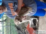 German shepard males for sale
