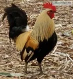 Dutch Bantams