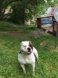 Beautiful American bulldog