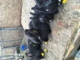 Rabbits