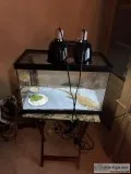 Bearded Dragon and Cage