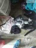 free kittens two black pursanone off white