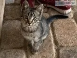 FREE KITTENS