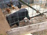 Pony and potbellie pig