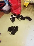 Pomeranian Puppies