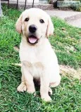 YELLOW LAB PUPPIES