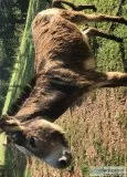 Male mule
