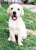 YELLOW LAB PUPPIES