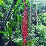 Plant Medicine Retreat Peru  Lupuna Ayahuasca Centre
