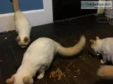 Kittens for sale