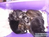 Catahoula leopard spotted dogs