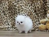 Cute AKC Registered Teacup Pomeranian Puppies Available