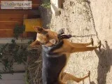 German Sheperd ( No papers )