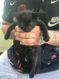 5 black kittens ready for their forever home