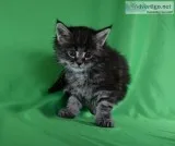 Maine Coon Cats
